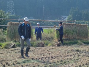 Harvesting rice