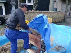 Stripping the rice grains off the stems